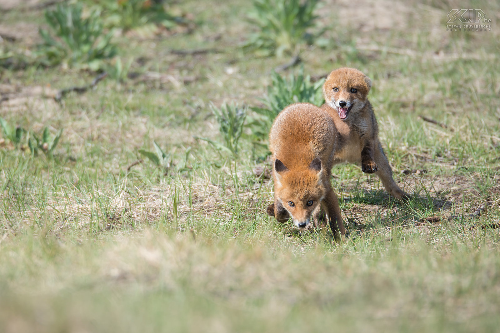 Spelende vossen Jonge vossen zijn heel speels als ze bij hun broers en zussen zijn. Vossen planten zich een keer per jaar voor in het voorjaar. Meestal worden er 4 tot 6 geboren. Grotere worpen tot zelfs 13 jongen kunnen echter ook voorkomen.  Stefan Cruysberghs